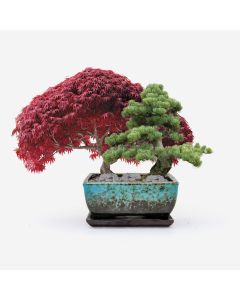 Indoor Bonsai Duo Set