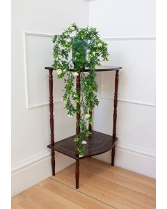 Trailing Plant - Pack of 2