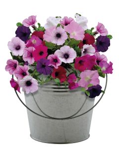 Galvanised Bucket Planter - Petunia                                                                 