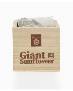Giant Sunflower in a Box
