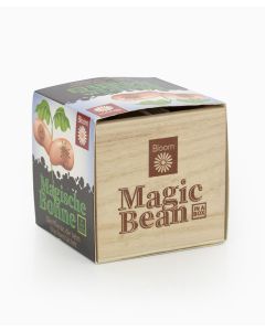 Magic Bean in a Box