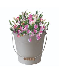 Cream Bucket Planter Set - Sweet Pea