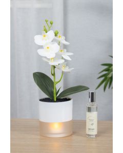 Orchid in LED Pot with Scented Spray
