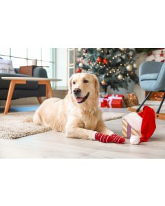 Christmas Pet Socks PK4
