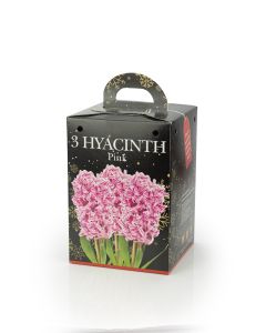 3 Hyacinths Pink