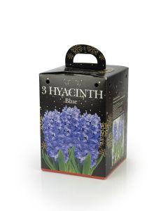 3 Hyacinths Blue