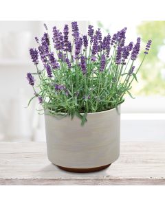 English Lavender Grow Set