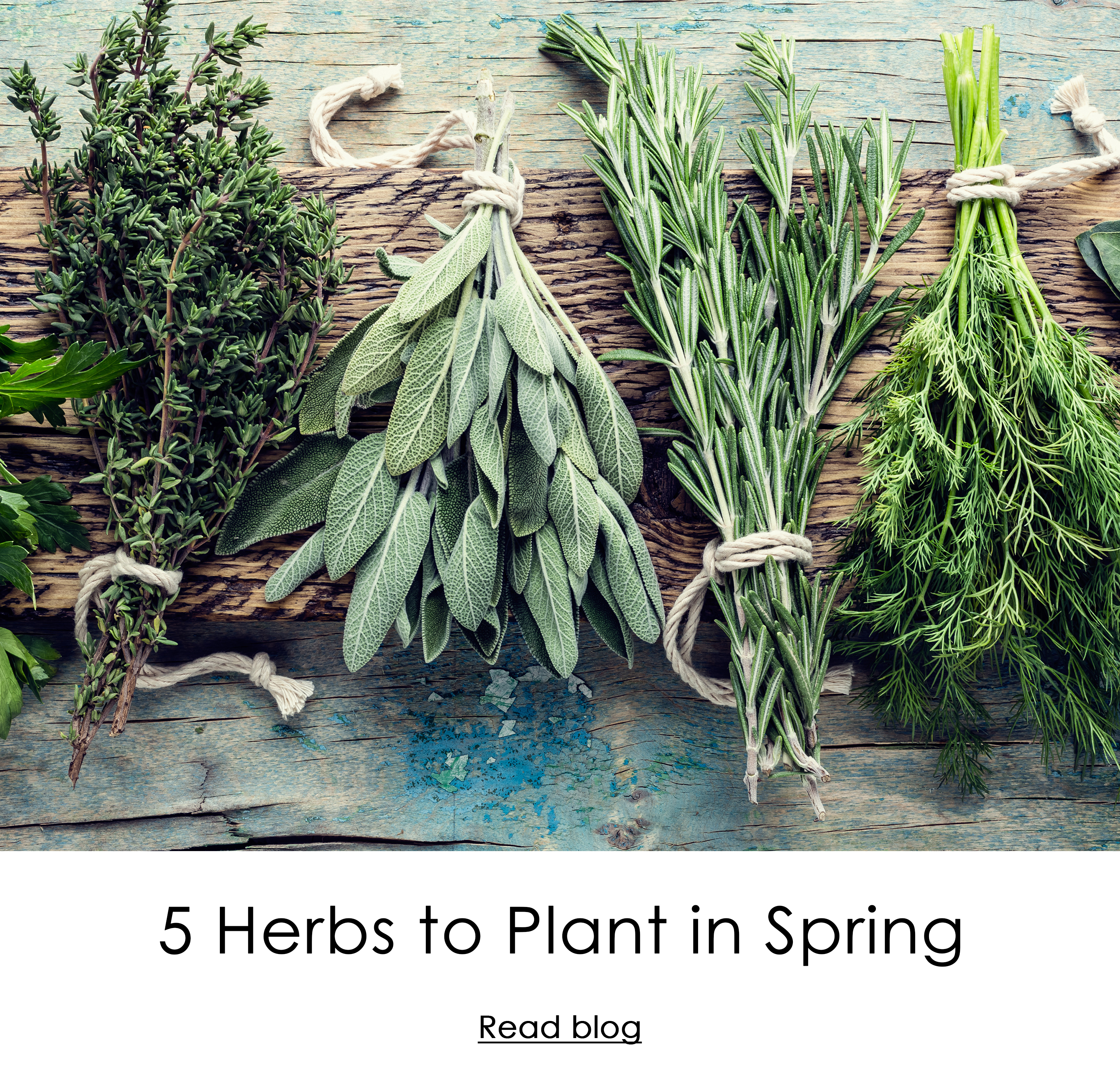 5 Herbs to Plant in Spring