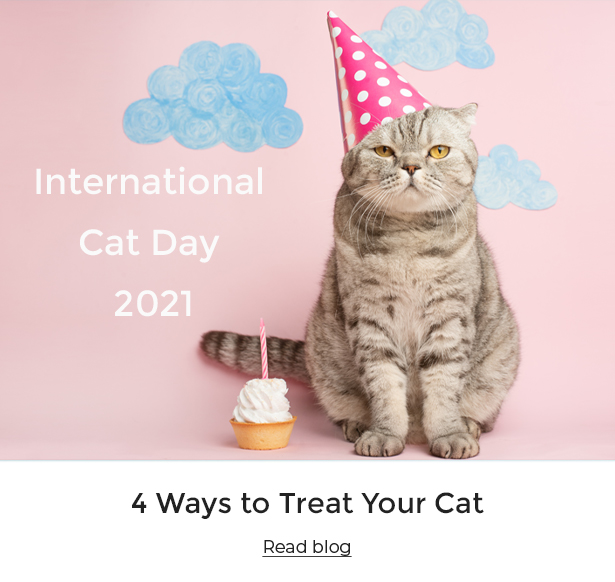A cat wearing a party hat for International Cat Day 2021