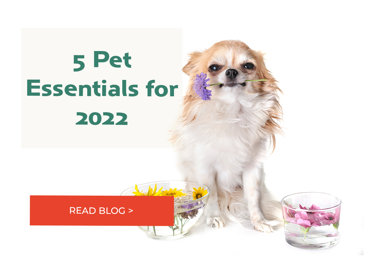 5 Pet Essentials For 2022