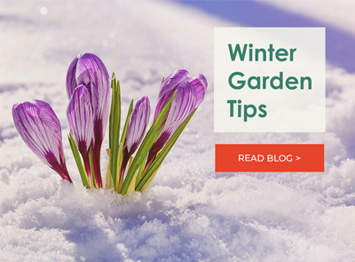Winter garden tips